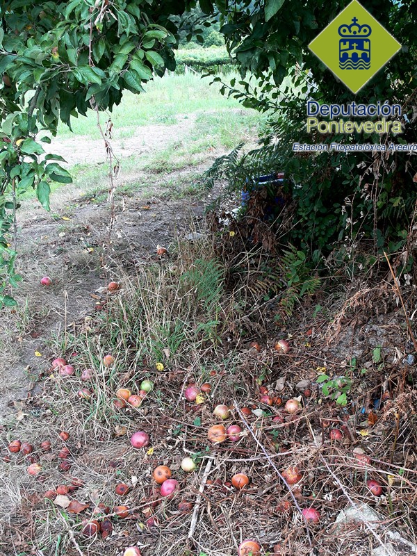 Manzano - Apple tree - Maceira >> En cualquier especie es conveniente eliminar la fruta en pudrición.jpg